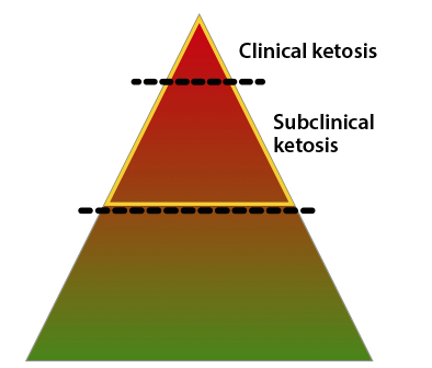 Wellion VET pyramid ketosis stages Wellion VET pyramid ketosis stages